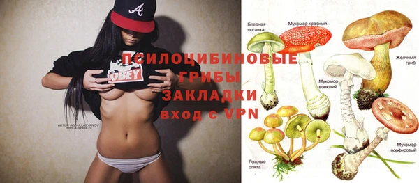 прущие грибы Дмитровск